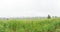 Corn field in the rainy season, cloudy and foggy in the sky