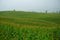 Corn field in the rainy season, cloudy and foggy in the sky