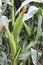 Corn field ready for harvest. Summertime plantation