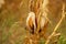 Corn field. Ripened dry yellow corn, harvest time. Corn season