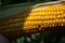 Corn in the field during the ripening period. cobs filled with coarse grain