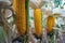 Corn in the field during the ripening period. cobs filled with coarse grain