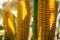 Corn in the field during the ripening period. cobs filled with coarse grain