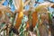 Corn in the field during the ripening period. cobs filled with coarse grain