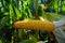 Corn in the field during the ripening period. cobs filled with coarse grain