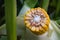 Corn in the field during the ripening period. cobs filled with coarse grain