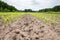 Corn field with rows of maize plants