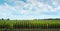 Corn field rows with sign at the edge of indicate the variety