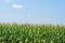 Corn field in rural Illinois