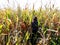 Corn field. Rural landscape. Perfect weather for harvesting.