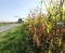 Corn field. Rural landscape. Perfect weather for harvesting.