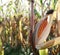 Corn field. Rural landscape. Perfect weather for harvesting.