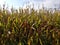 Corn field. Rural landscape. Perfect weather for harvesting.