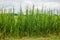 Corn field severly damaged in heavy storm with hail, crops ruine