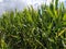 Corn field and sky with clouds. Tall green plants, stems and leaves, ears of corn