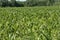 Corn field in spring, France