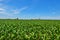 Corn field with storage silo with blue sky