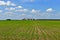 Corn field with storage silo with blue sky