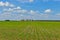 Corn field with storage silo with blue sky