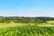 Corn field in a sunny summer day. Cereal farming agriculture in Romania