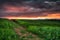 Corn Field Sunrise