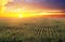 Corn field at sunset