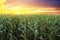 Corn field at sunset