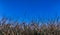 Corn field at sunset against blue sky