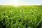 Corn field in sunset - maize field