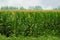 Corn field with tassels