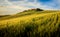 Corn Field in Tuscany