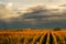 Corn Field under stormy cloudy skies