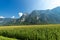 Corn Field in the Valsugana - Sugana Valley - Italy