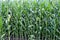 Corn field in a village in Transylvania