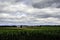 Corn Field Vista