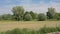 Corn field with willow trees in the flemish countryside