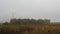 Corn Field Wind Turbine Fog 1