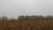 Corn Field Wind Turbine Fog 2