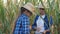 corn field, women farmer in hats with tablet in hand inspect corn field, cultivation of green crop plantations