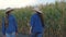 corn field, women farmer in hats with tablet in hand inspect corn field, cultivation of green crop plantations