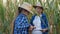 corn field, women farmer in hats with tablet in hand inspect corn field, cultivation of green crop plantations