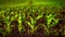 Corn field with young plants and dark fertile soil