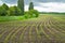 Corn field. Young shoots in a cornfield. Landscape in overcast rainy weather. Thunderclouds over the field