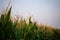 Corn fields in the fog fill the morning sky