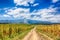 Corn fields in northern Tanzania