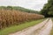 Corn Fields ready for Harvest