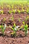 Corn fields sprouts in rows in California agriculture