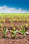 Corn fields sprouts in rows in California agriculture