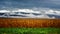 Corn fields on a stormy day of summer