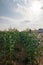 Corn fields stretched out with blue sky on farmland on a farm